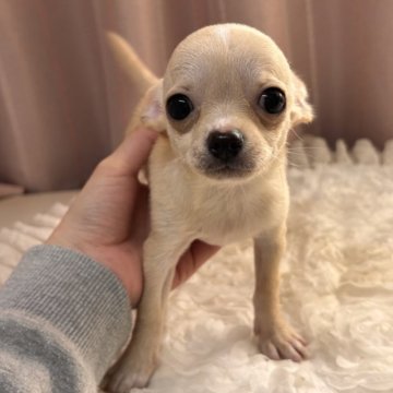 チワワ(スムース)【栃木県・女の子・2025年9月22日・クリーム&ホワイト】の写真「あまえんぼう🩷」