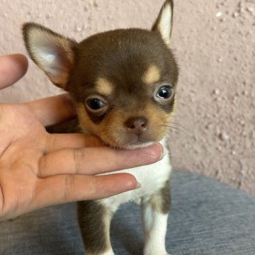 チワワ(スムース)【栃木県・男の子・2025年9月19日・チョコタン&ホワイト】の写真「おてんばくん🌟」