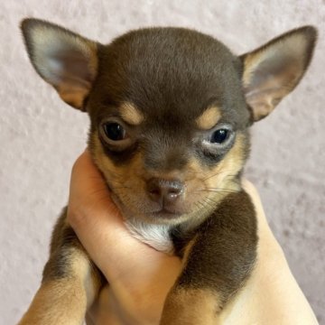 チワワ(スムース)【栃木県・女の子・2025年9月19日・チョコタン&ホワイト】の写真「おてんばちゃん🫧」