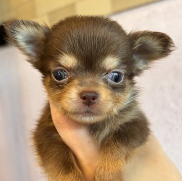 チワワ(ロング)【栃木県・男の子・2025年10月10日・チョコタン&クリーム】の写真「いけめんくん💕」