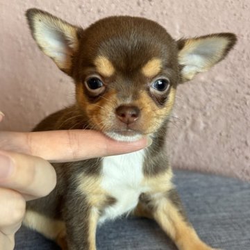 チワワ(スムース)【栃木県・女の子・2025年9月19日・チョコタン&ホワイト】の写真「おてんばちゃん🫧」