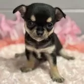 チワワ(スムース)