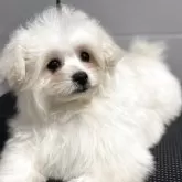 ポメプー(トイプードル×ポメラニアン)【栃木県・女の子・2025年2月7日・クリーム】の写真1