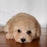 トイプードル(トイ)