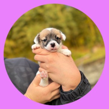 ジャックラッセルテリア【京都府・女の子・2025年10月24日・トライ】の写真「可愛い女の子💜高尿酸尿症・変性性脊髄症検査済」