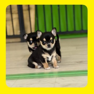 チワワ(スムース)【京都府・男の子・2025年10月1日・ブラック&タン】の写真「元気いっぱいむちむちスムース君💛両親PRA検査済」