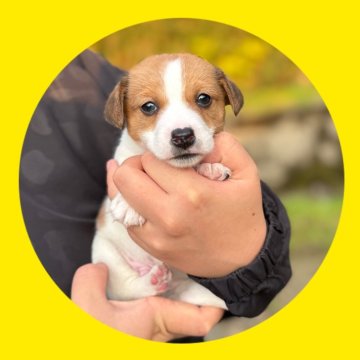 ジャックラッセルテリア【京都府・男の子・2025年10月24日・ホワイト&タン】の写真「かわいい男の子💛高尿酸尿症・変性性脊髄症検査済」