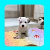 ジャックラッセルテリア