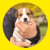 ジャックラッセルテリア【京都府・男の子・2025年10月24日・ホワイト&タン】の写真1