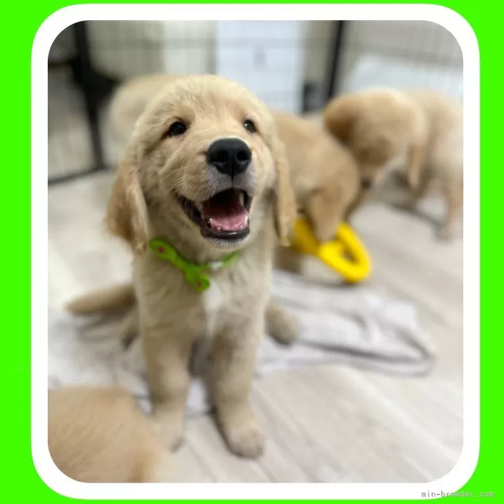 ID:2408-01881の子犬
