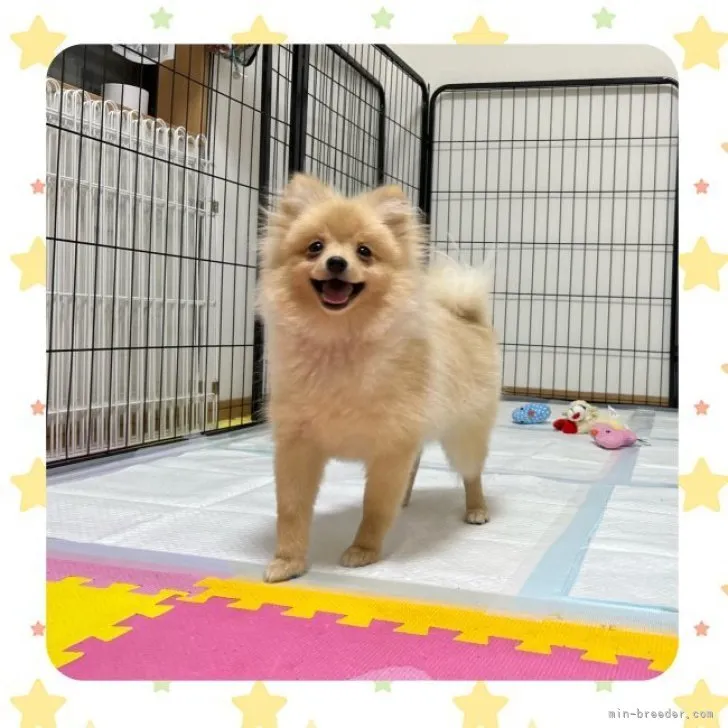 ID:2303-00966の子犬