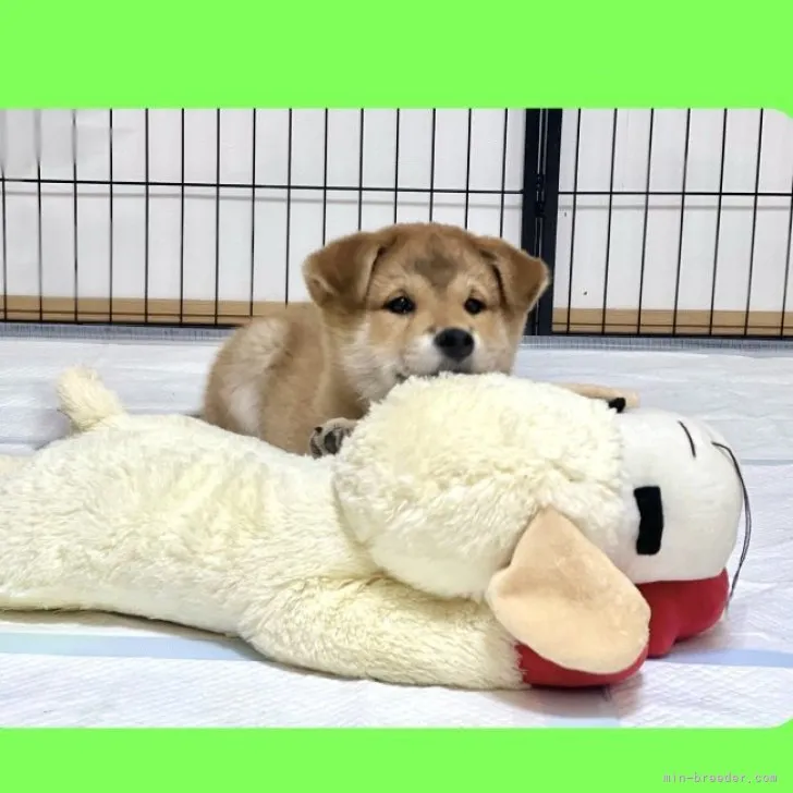 ID：2301-02346の子犬