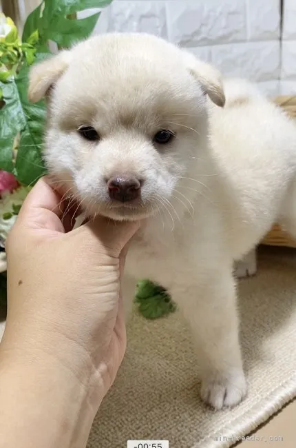 ID：2108-02577の子犬