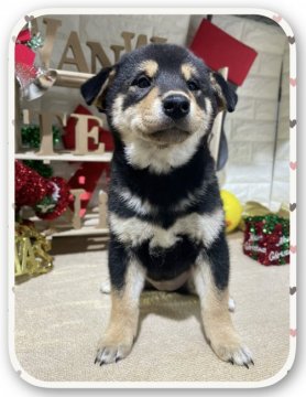 柴犬(標準サイズ)【京都府・女の子・2021年9月27日・黒】の写真「両親犬共ガングリ検査済🌈見学時お迎えもいただけます」