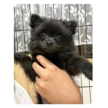 ポメラニアン【京都府・女の子・2023年5月30日・ブラック】の写真「綺麗なブラックカラー✨小ぶりで人懐こい女の子🧸🩷」