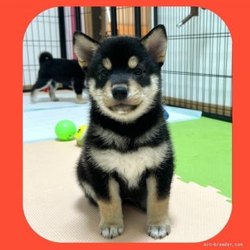 柴犬(標準サイズ)【京都府・女の子・2022年4月5日・黒】の写真「小顔の可愛い女の子❤️両親共にガングリ検査済み」