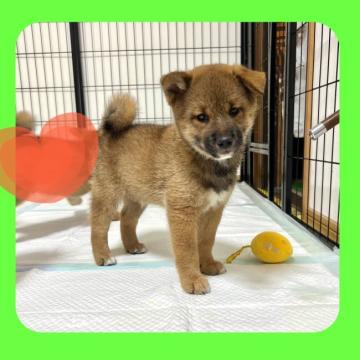 柴犬(標準サイズ)【京都府・男の子・2022年7月24日・赤】の写真「骨太タイプで骨格◎！両親共にガングリ検査済み」