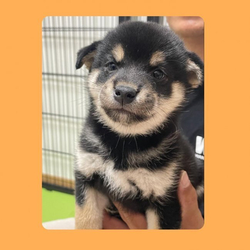 柴犬(標準サイズ)【京都府・女の子・2022年4月5日・黒】の写真「今はたれ耳の可愛い女の子🧡両親共にガングリ検査済み」