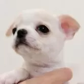 チワワ(スムース)【岡山県・女の子・2024年10月25日・クリーム&ホワイト】の写真1「ちょっと離れた大きめのウルウル垂れ目。頼りな〜いお顔はお愛嬌🤭💕12/13📷✨」