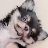 チワワ(ロング)