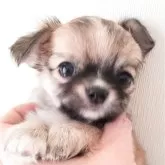 チワワ(ロング)