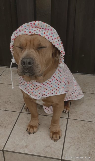 榊原育子ブリーダーのブログ：今日は雨！雨！