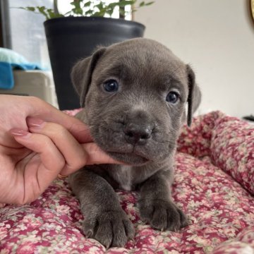 アメリカンピットブルテリア【愛知県・男の子・2025年4月20日・ブルーブリンドル】の写真「お父さんPRAクリア」