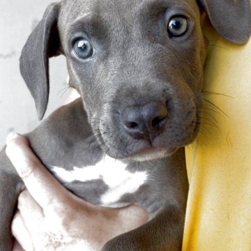 アメリカンピットブルテリア【愛知県・男の子・2025年7月10日・ブルー】の写真「お父さん遺伝子検査クリア」