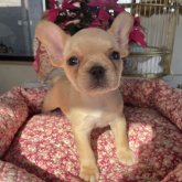 フレンチブルドッグ