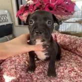 アメリカンピットブルテリア