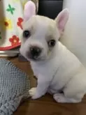 フレンチブルドッグ【栃木県・男の子・2025年9月25日・ハニーパイド】の写真2