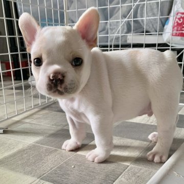 フレンチブルドッグ【栃木県・男の子・2025年9月25日・ハニーパイド】の写真「ムチムチコロコロボディ」