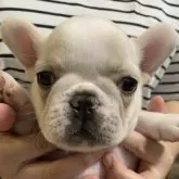 フレンチブルドッグ