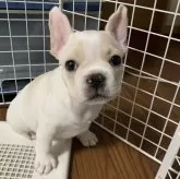 フレンチブルドッグ