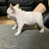 フレンチブルドッグ【栃木県・男の子・2025年9月25日・ハニーパイド】の写真7