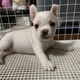 フレンチブルドッグ【栃木県・男の子・2025年9月25日・ハニーパイド】の写真4