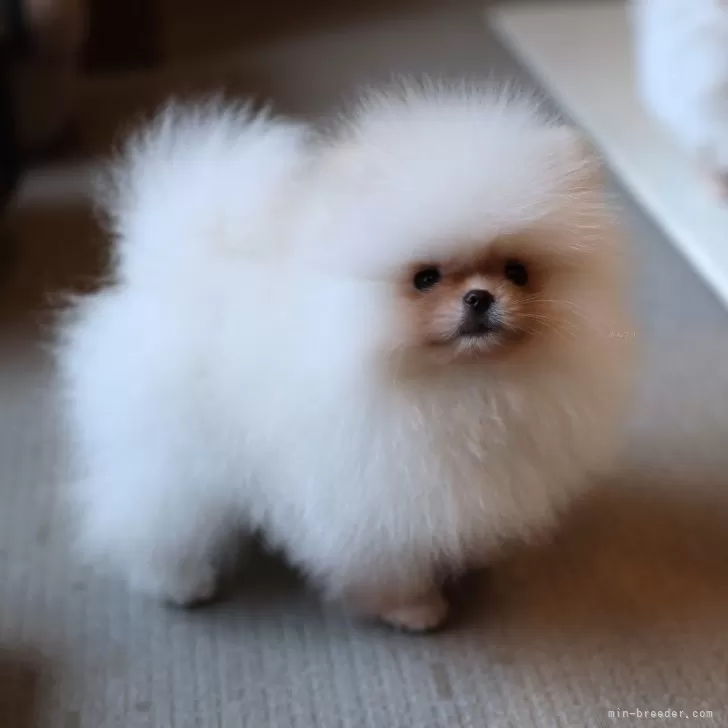 ID：2410-00692の子犬