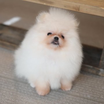 ポメラニアン【千葉県・女の子・2025年5月16日・クリーム】の写真「胴短のタヌキ顔」