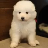 サモエド【千葉県・女の子・2025年4月5日・ホワイト】の写真1