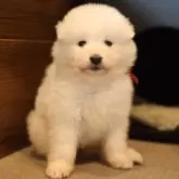 サモエド【千葉県・女の子・2025年4月5日・ホワイト】の写真3