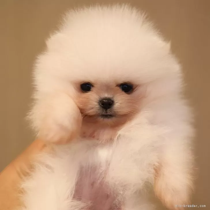 ID：2404-02402の子犬