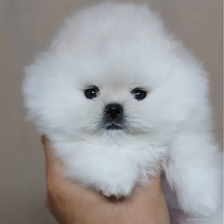 ID：2402-00475の子犬