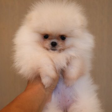 ポメラニアン【千葉県・女の子・2024年6月26日・ホワイト系】の写真「ゆるかわ」