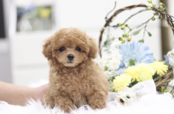 トイプードル(ティーカップ)【福井県・男の子・2019年1月19日・レッド】の写真「くりくりお目目と小さなお鼻、小顔で可愛い次男くん」