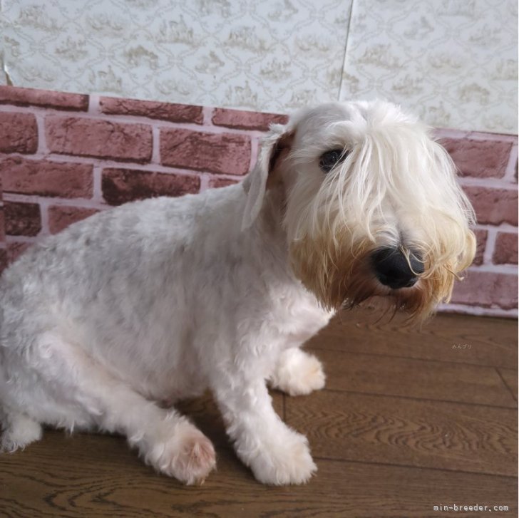 中川泉ブリーダー