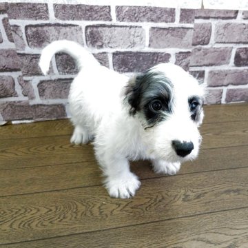 シーリハムテリア【三重県・男の子・2025年8月1日・ホワイトアンドバヂャー】の写真「元気に成長中です！」