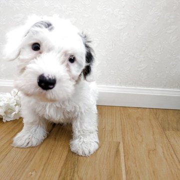 シーリハムテリア【三重県・男の子・2025年3月25日・ホワイトアンドバッヂャー】の写真「愛嬌たっぷり元気に成長中!!」