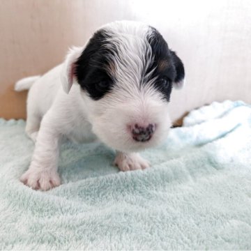 シーリハムテリア【三重県・男の子・2025年3月25日・ホワイトアンドバッヂャー】の写真「性格の良い両親です。」