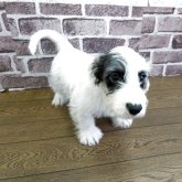 シーリハムテリア