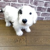 シーリハムテリア